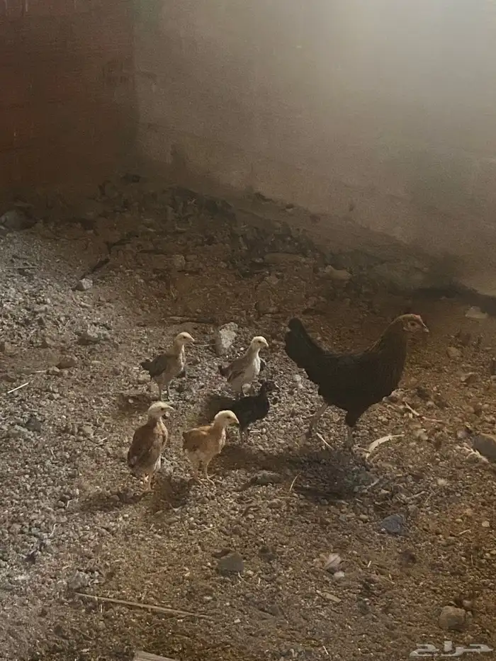 دجاجه بلديه مع اولادها 1