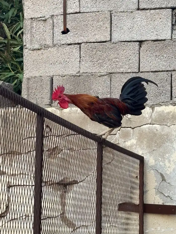 ديك بلدي 2