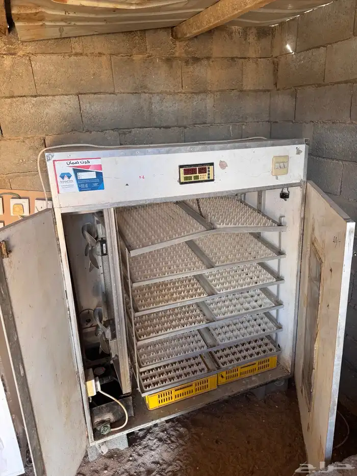 فقاسة فقاصة ماسة المحمدية 1