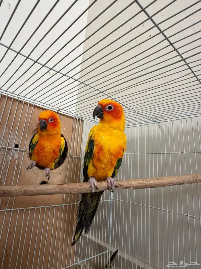 جوز صن كنيور 1