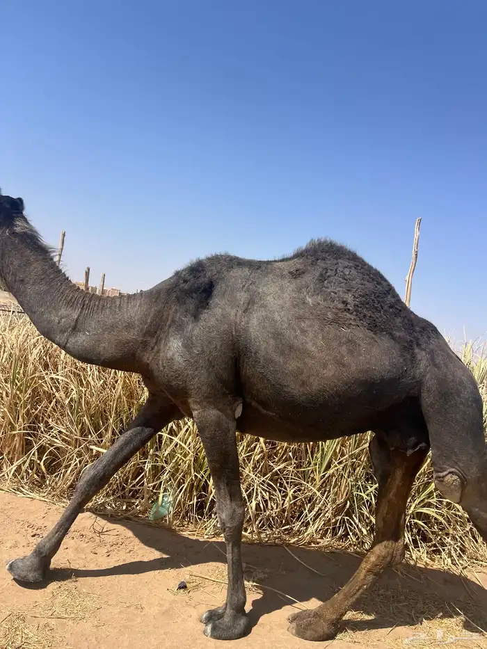 للبيع لقحة طيبة ومشروطة وهدية وحليبها وافر الموقع الخرمة 0