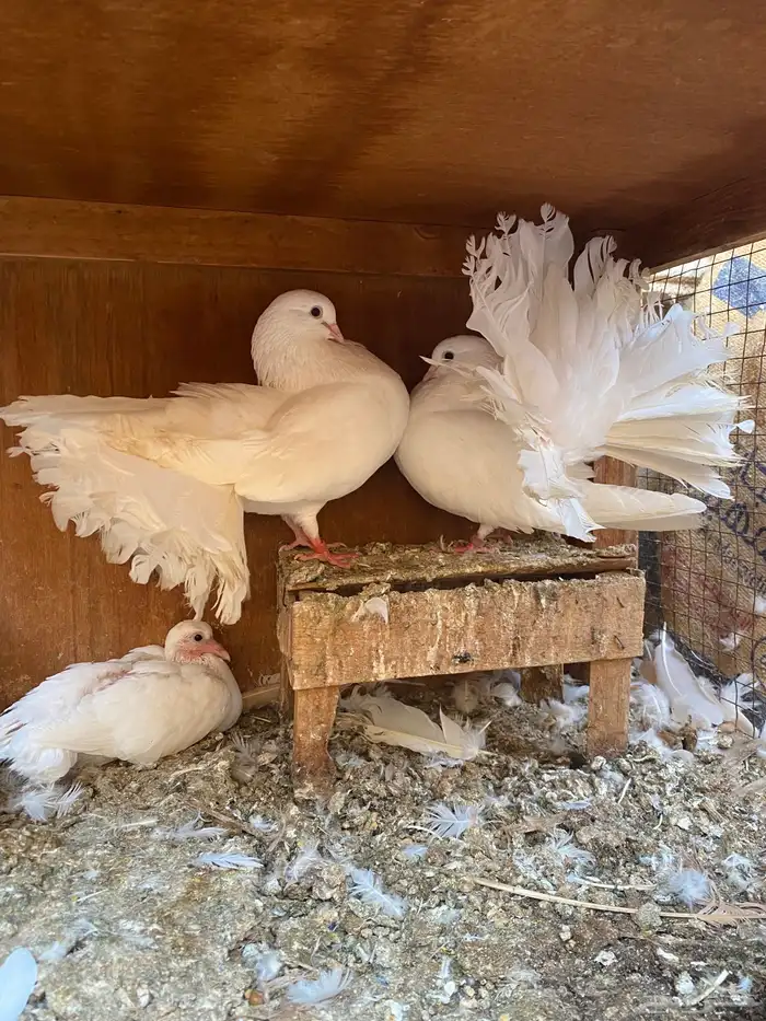 جوز رقاص هولندي 0