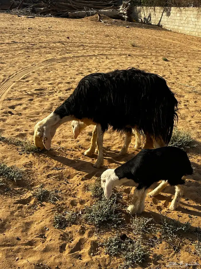 شاه نجديه معها 2 تم اابيع 2