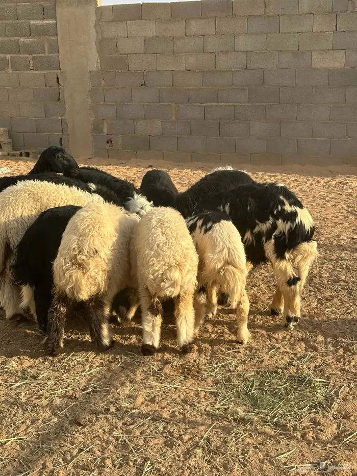 بهم ذبايح 4