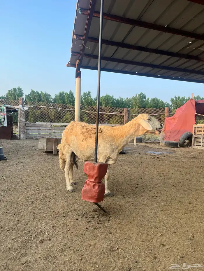 ضان حريات 4