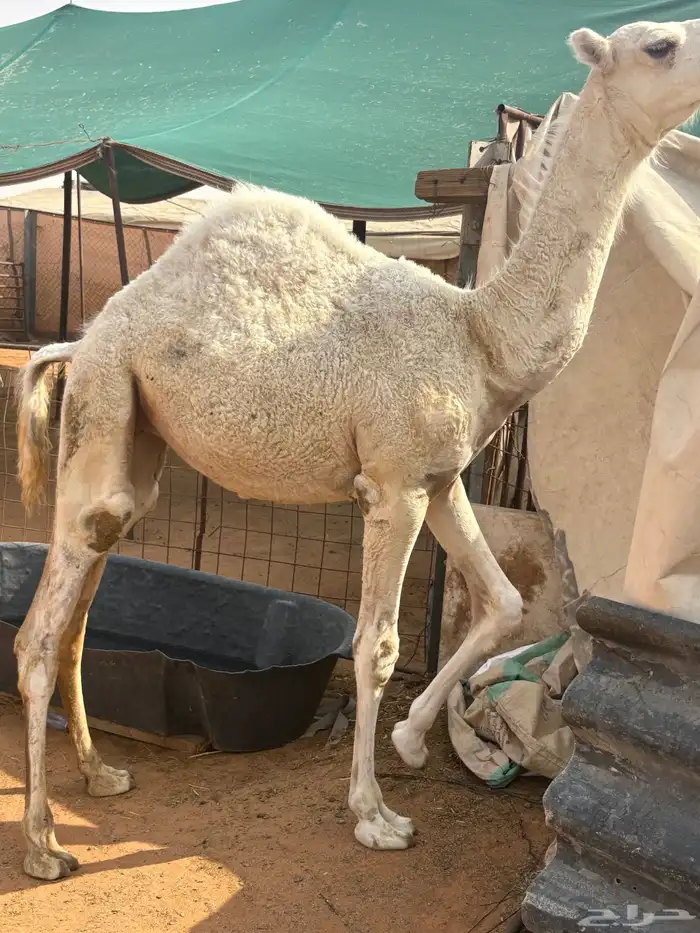 بكره للبيع 2