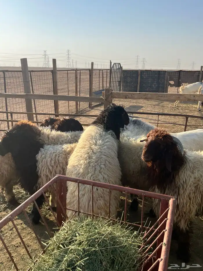 ذبايح طليان تمايم طيبه 0