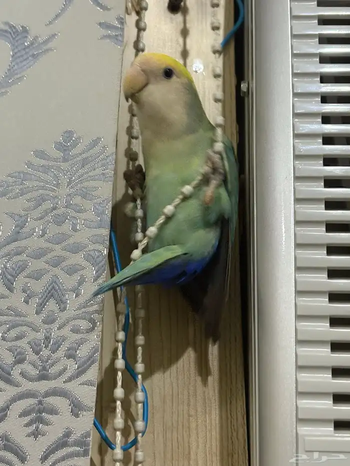 طير روز غير مدرب انثى 3