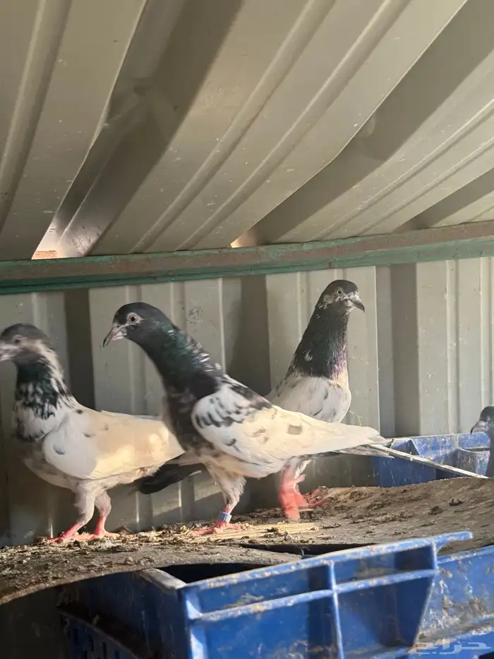 حمام باكستاني طيار توب طيار شرط دم صافي 3