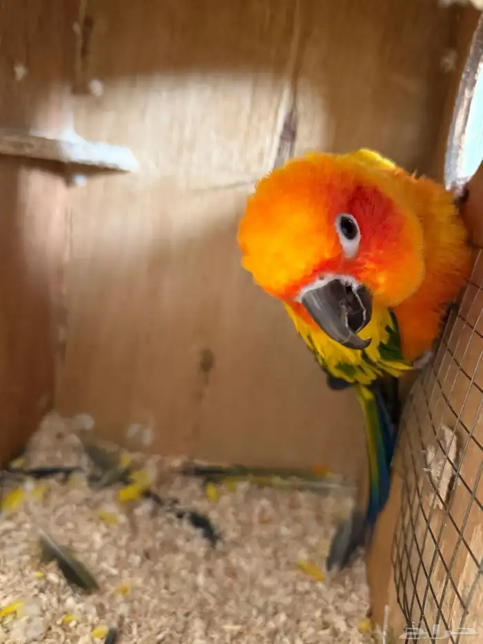 جوز صن كنيور 8