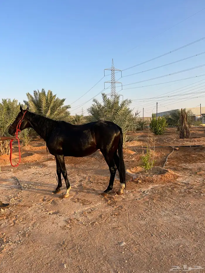 الخرج 2