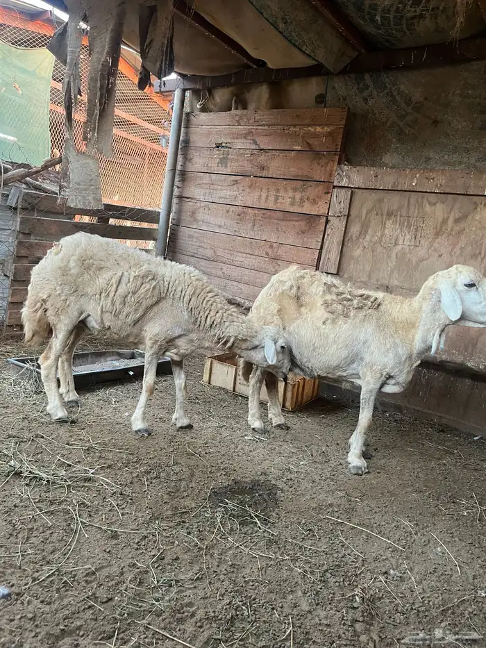 ضان حريات 8