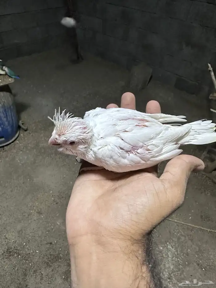 فرخ كروان غر البينو 1
