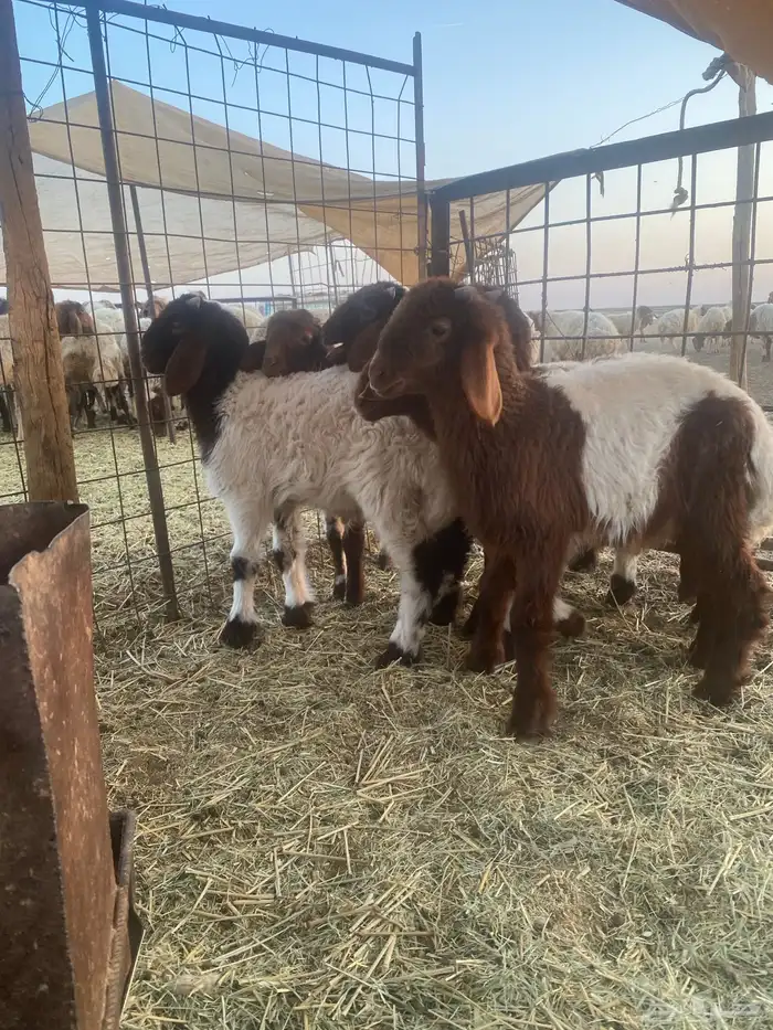 هرافى للبيع 0