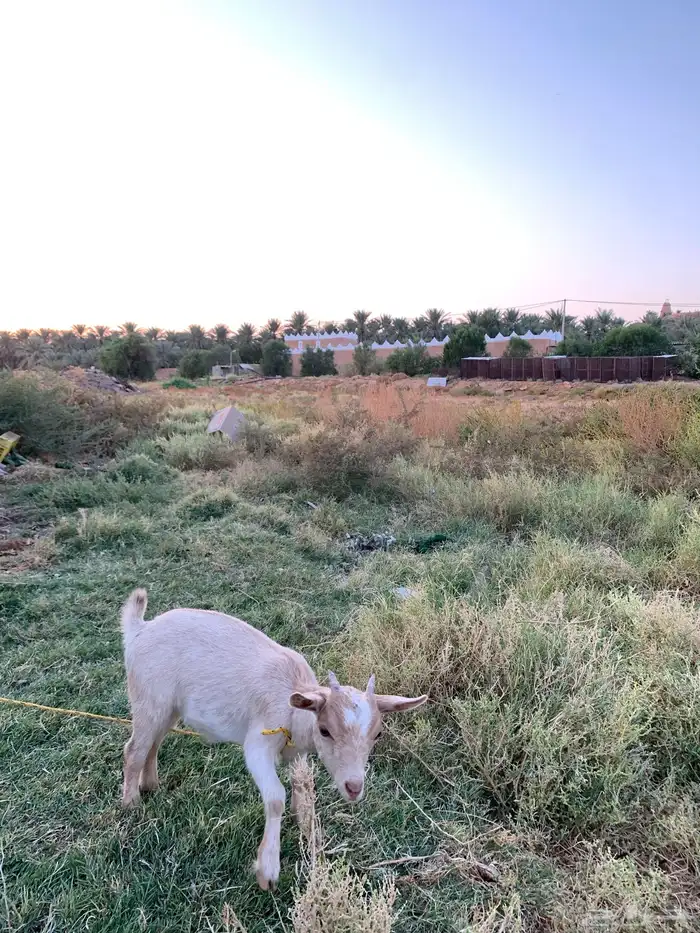 ماعز قزمي عناق وتيس 1