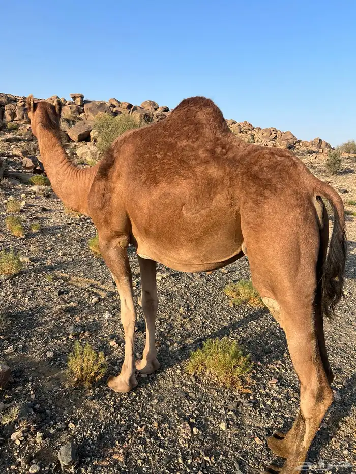 بكره ( ثنيه ) ملاقي 0