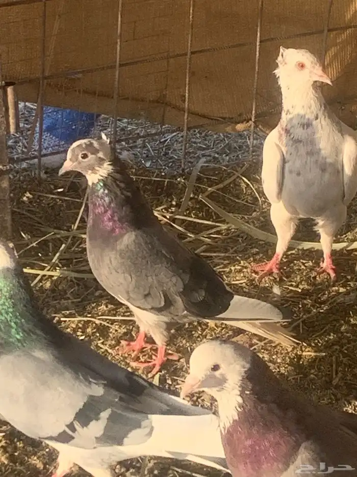 الببع حمام قطيفي 2