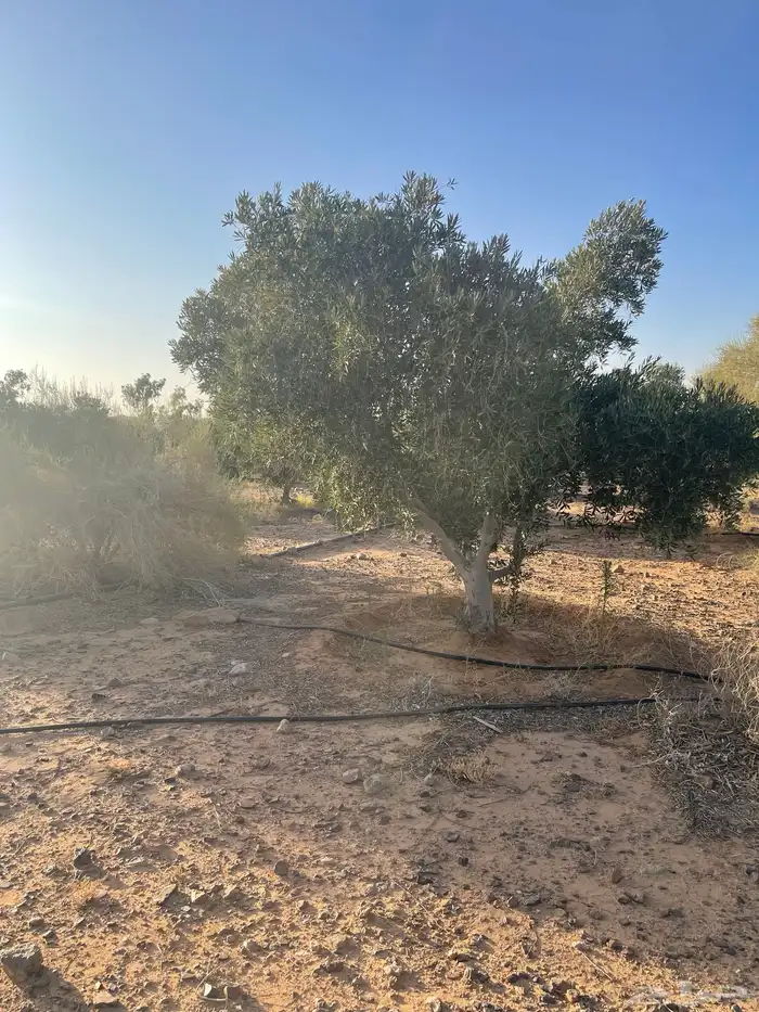 اشجار زيتون للبيع 0
