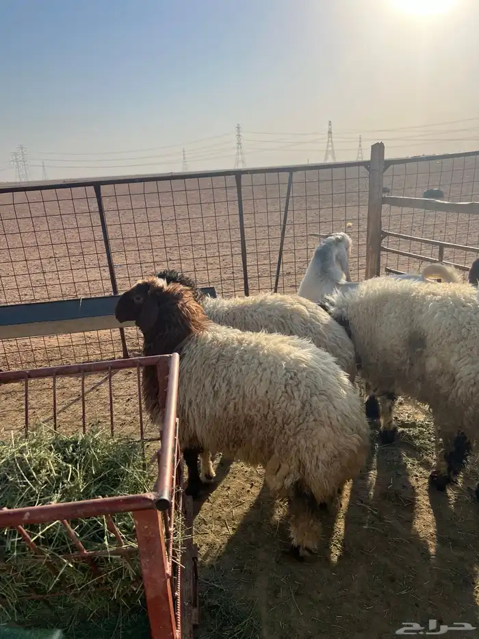 ذبايح طليان تمايم طيبه 8