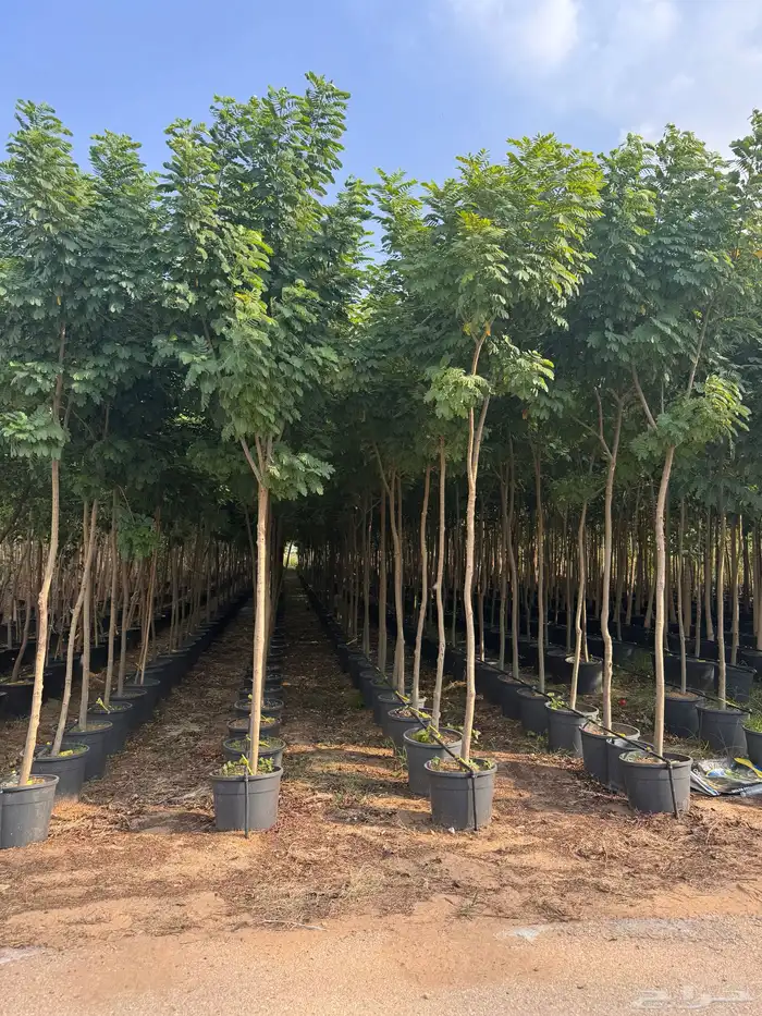 ترمناليا منتالي سدر بونسيانا استركوليا كورزيا 12