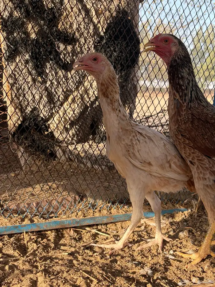 دجاجة باكستانية معها ثلاثة فروخ 1