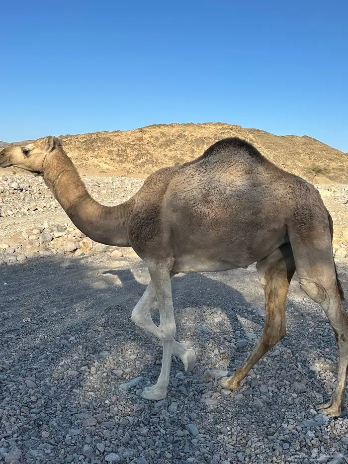 للبيع بكره جذعه نظيف علا شرطه ويوجد مقطع فديو 0