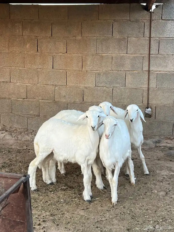 وخال مقاني فاخره 0