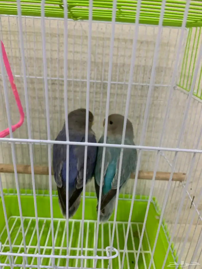 فروخ روز 1