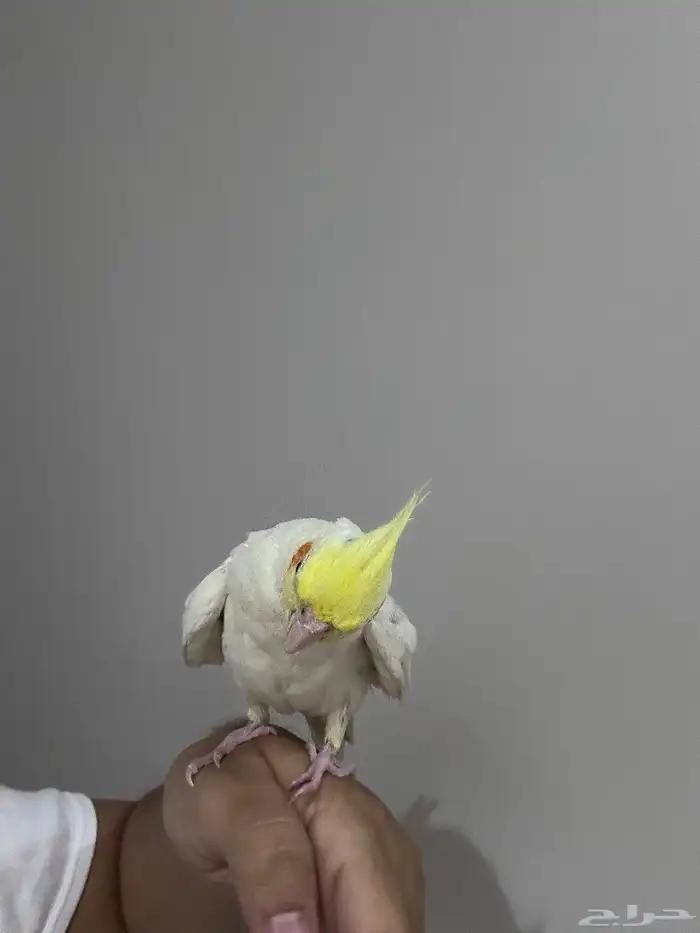 طير كروان للبيع 0