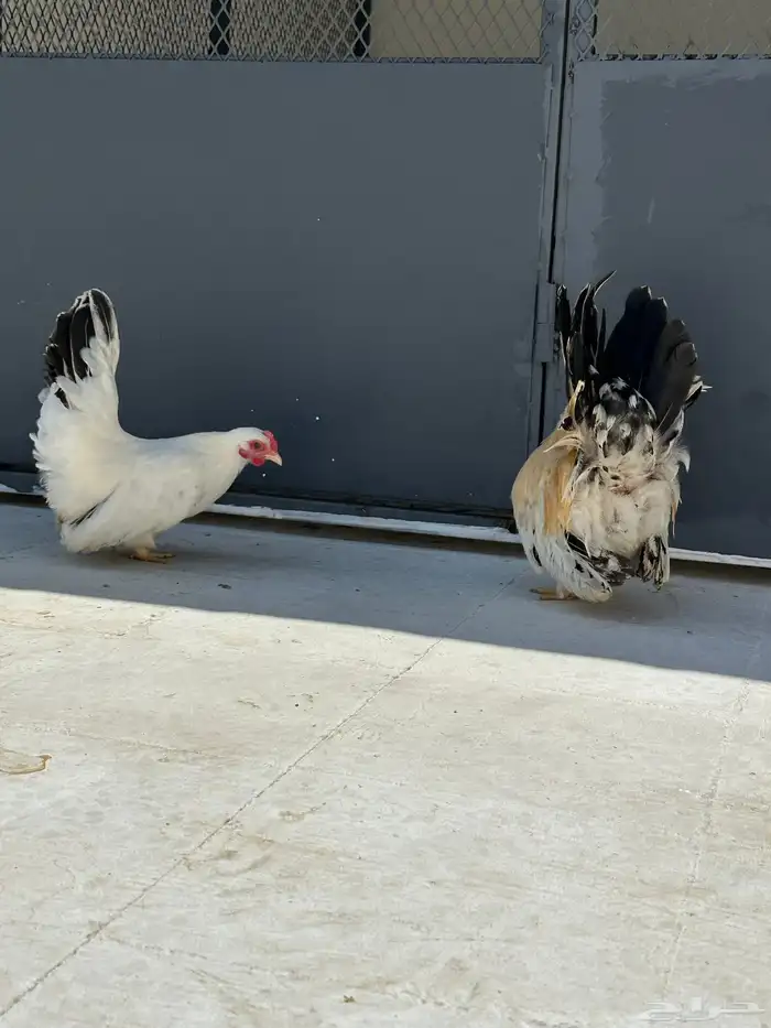 دجاج جبنيز مسحب 5