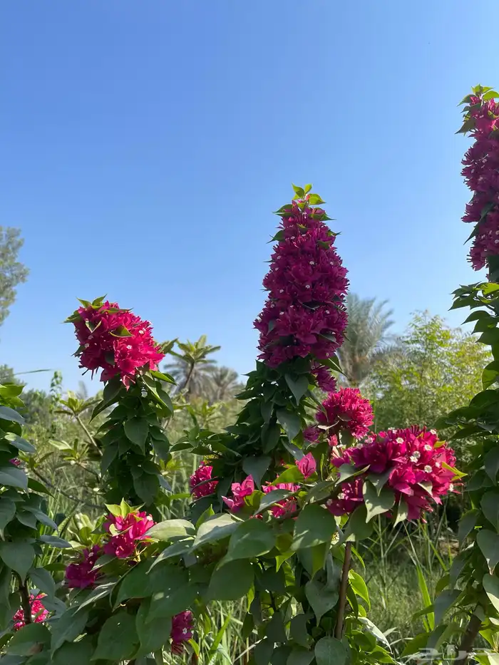 شتلات المجنونة او الجهنمية للبيع 0