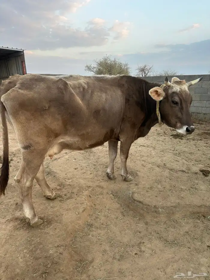 بقره للبيع 1