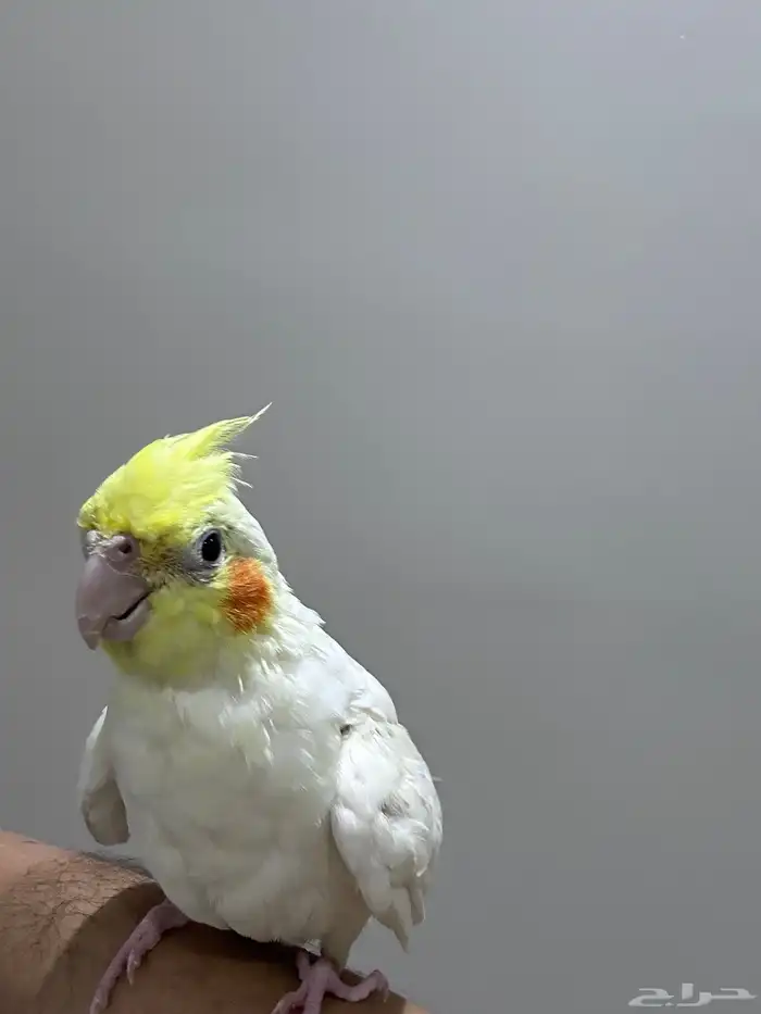 طير كروان للبيع 1