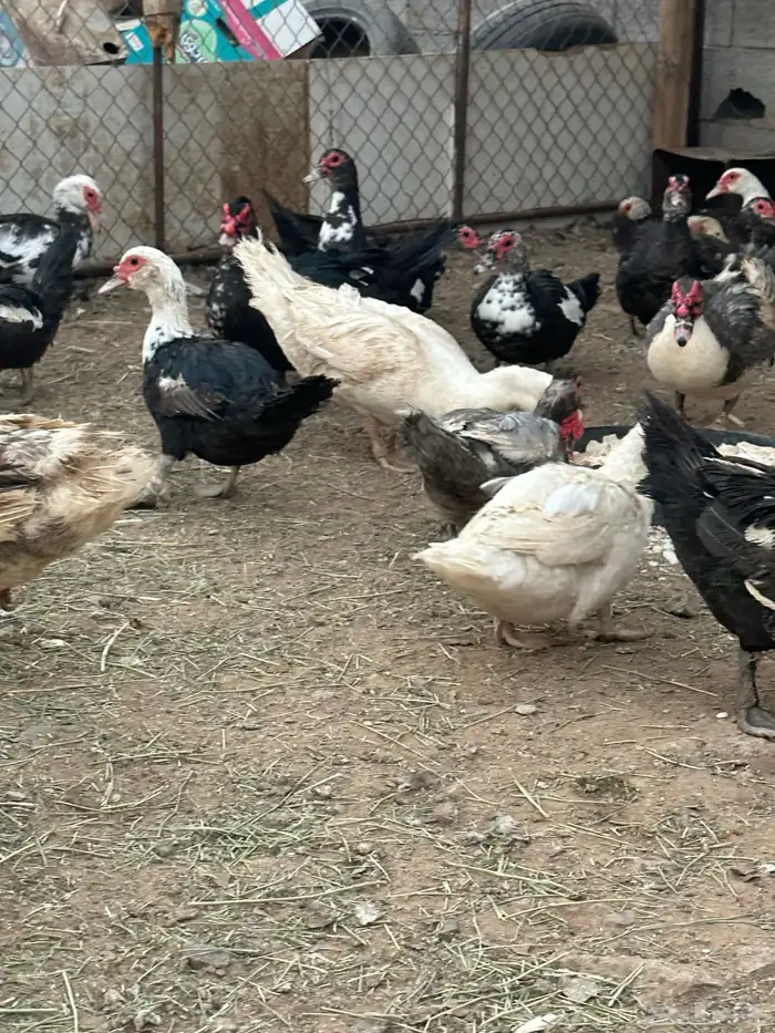بط سوداني 0