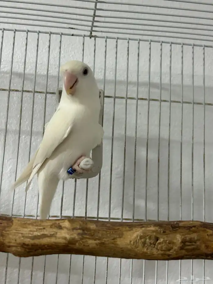 روز البينو 3