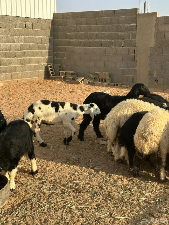 بهم ذبايح 1