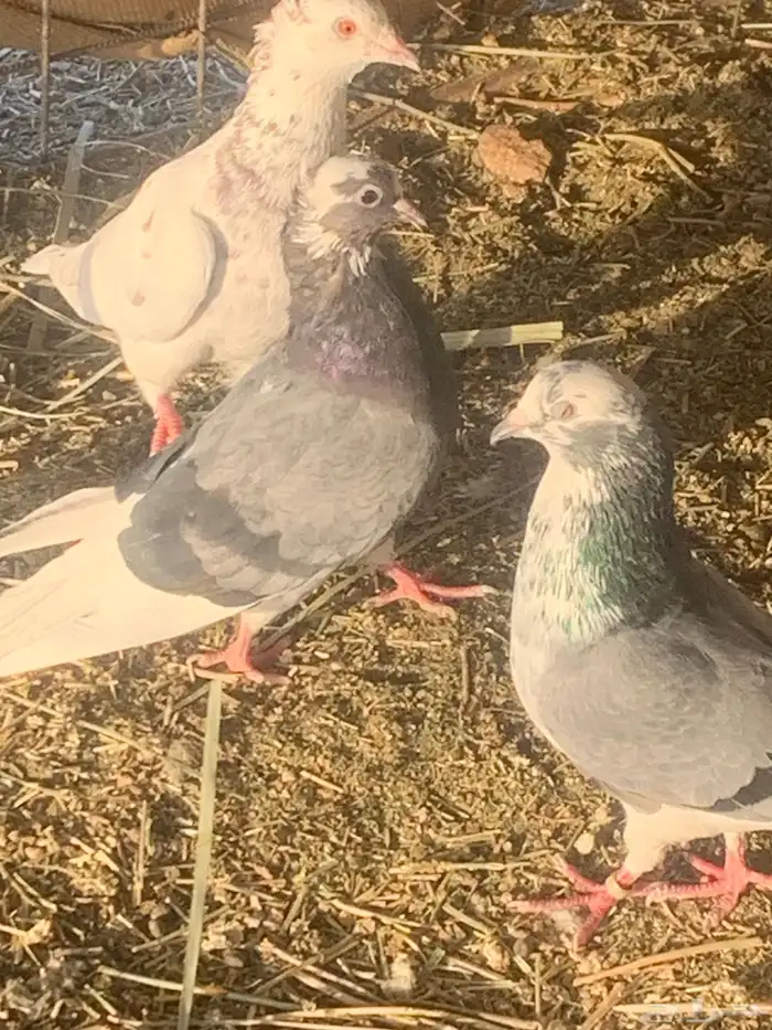 الببع حمام قطيفي 0