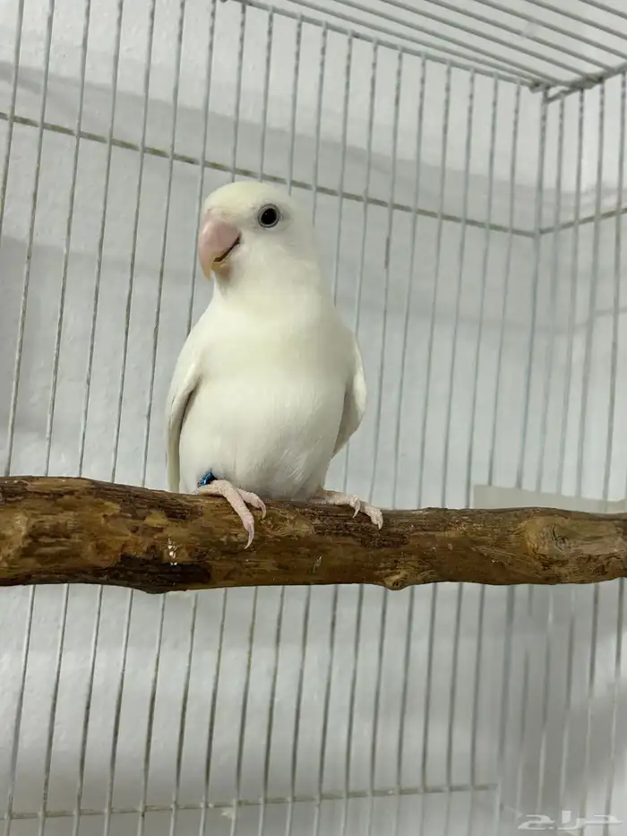 روز البينو 1