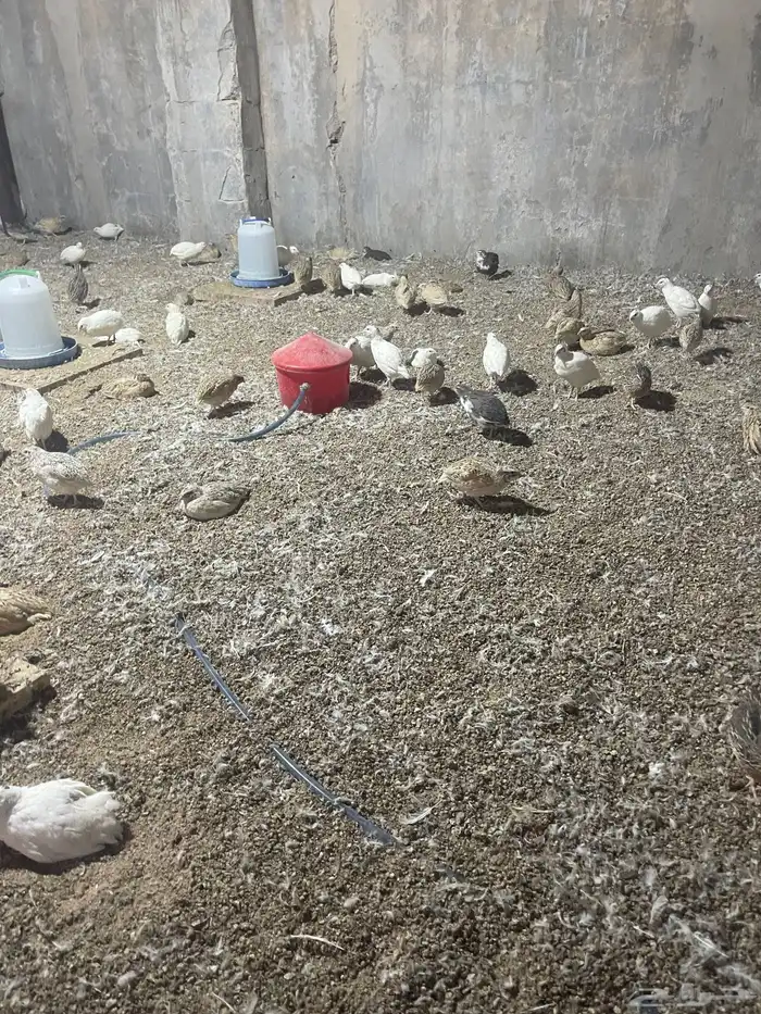 سمان 0