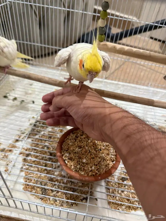 زوج كروان لاتينو منتج 0