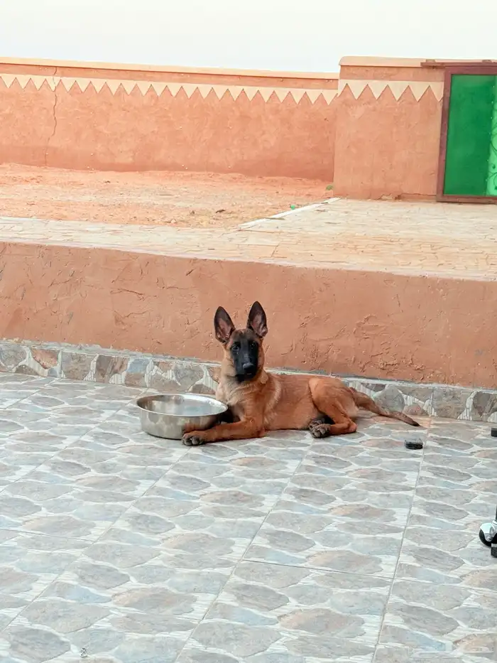 كلب مالينو 0