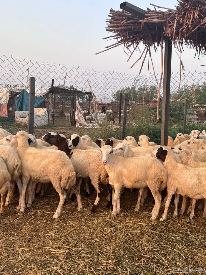 رخال رفيدي من 650 0