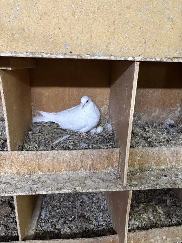حمام صنعاوي صنعاني 9