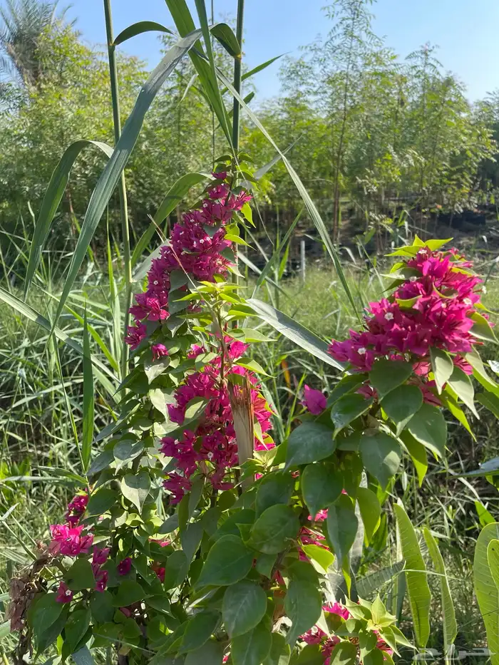 شتلات المجنونة او الجهنمية للبيع 2