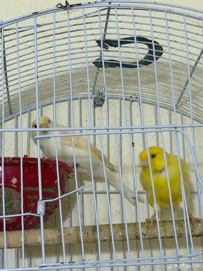 زوج كناري للبدل بكروان 0