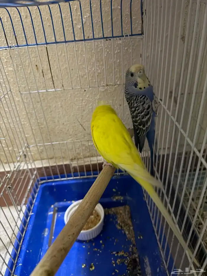 زوج بادجي للبيع ب 50 ريال فقط 8