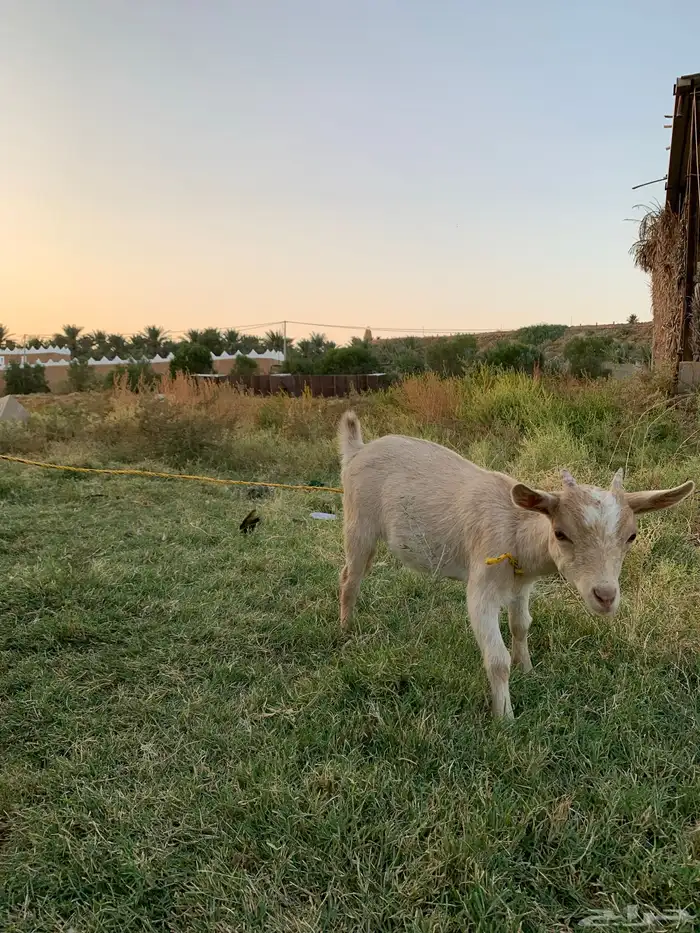 ماعز قزمي عناق وتيس 2