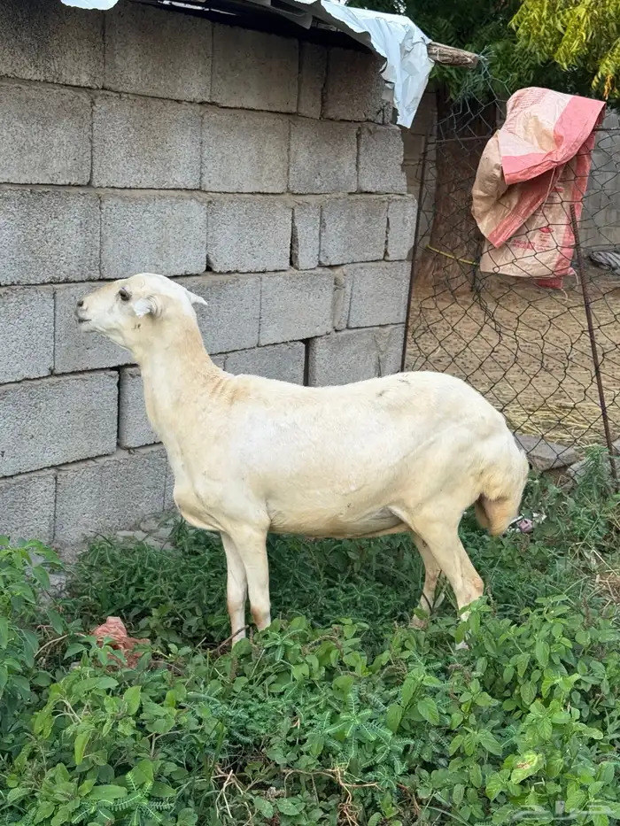 نعجه دافع واصله 1