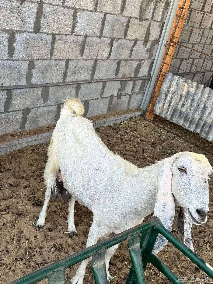 عنز حليب( وين اهل الدواغير) في الاحساء 2