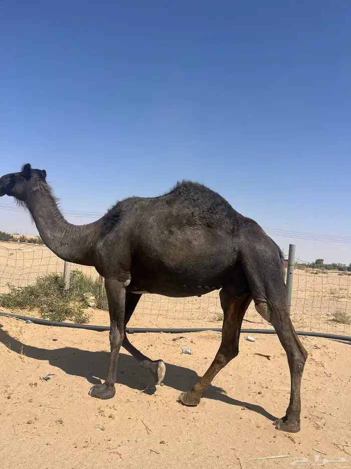 للبيع لقحة طيبة ومشروطة وهدية وحليبها وافر الموقع الخرمة 4